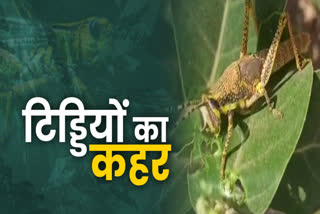 know how dangerous locust attack in delhi