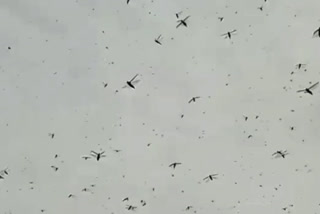 Locust reached in delhi