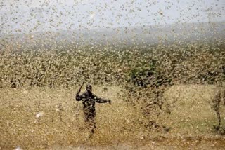 Locust attacks in UP, districts put on alert