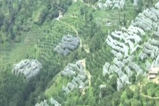 apple orchard in shimla