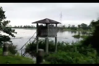 Flood in Kaziranga
