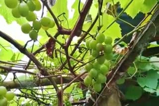 grapes cultivation by a cop in tripura