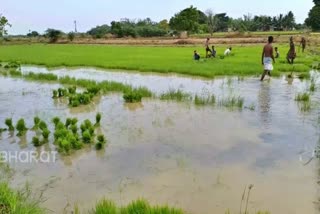 விவசாயம்