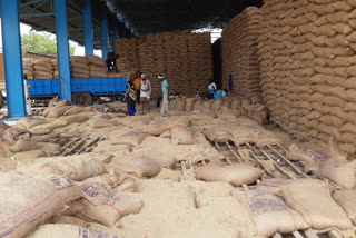 millet crop damage