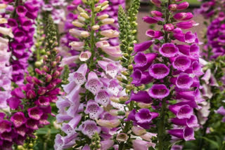 foxglove