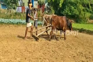 leave of cattle in Latehar