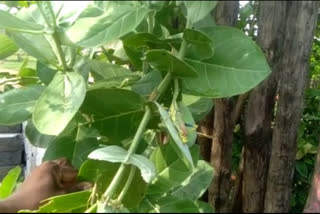 Locusts problems at mulugu district