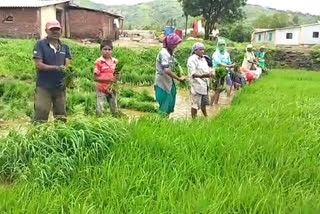 Rice farmers are worried due to lack of rain in Maval area