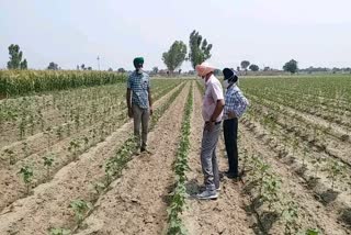 sowing cotton