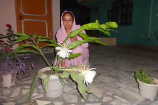 Brahma lotus flower