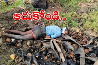 a striking worker died fall down from taddy tree in gurrampet