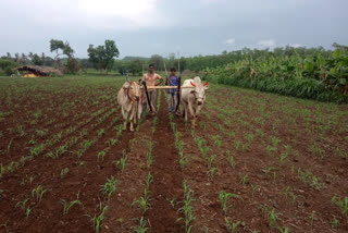 Farmers blossom due to rain in Nepanagar