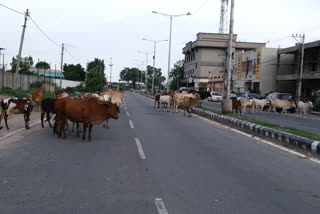 cattle roaming in the streets of yadgir karnataka