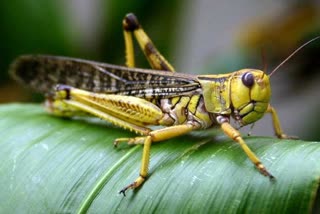 भरतपुर में टिड्डी अटैक, locust attack in bharatpur