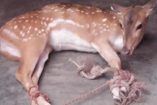 Dogs injured Chital in shahdol