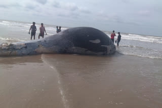 rare-species-of-whales-recovered-at-mandarmani