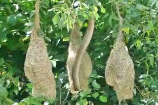 Snake Caught entering into nest of Baya weaver