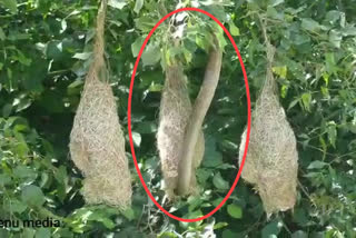 Venomous Rat snake taped while browsing a nestling of Baya weaver