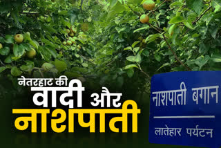 Latehar is famous for pear cultivation