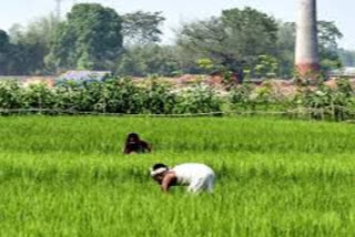 farmers confidence, farmers condition in india, farmers, agricultural and farmer issues in india, କୃଷକଙ୍କ ଆତ୍ମବିଶ୍ବାସ, ଦେଶରେ କୃଷକଙ୍କ ସ୍ଥିତି, କୃଷକ, ଭାରତରେ କୃଷି ଓ କୃଷକ ସମସ୍ୟା