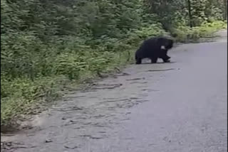 bear-seen-in-corbett-tiger-reserve-dhela-range