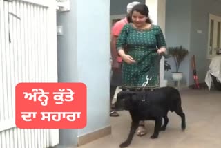 Delhi girl adopted a bling lebra dog in jalandhar