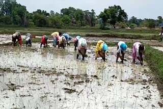 farmers-busy-planting-paddy-in-pakhanjur