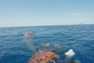 Trapped whale freed by Italian Coastguard