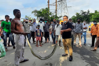 In the rescue of a python weighing about 10 kilograms, 10 feet long