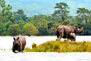 Animals fleeing from Kaziranga