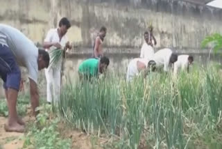 Odisha's Nayagarh sub-jail turns into vegetable garden, inmates given chance to earn