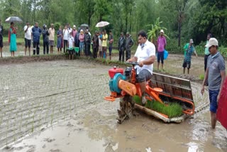 advance rice cultivation