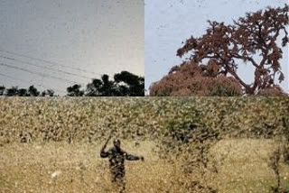 Locust attack in Uttar Pradesh  Uttar Pradesh  Agra  Swarms of locusts in MP  District Agricultural Defence  വെട്ടുകിളി ആക്രമണം  യുപിയിൽ വെട്ടുകിളി  ആഗ്ര  വിളകൾ നശിപ്പിക്കുന്നു