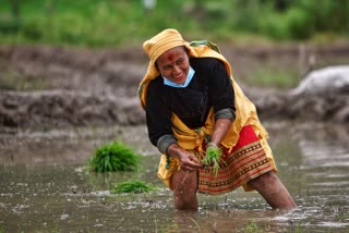 Farmer