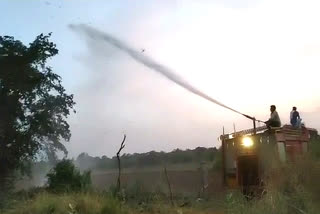 locust attack in dausa, राजस्थान न्यूज