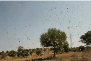 locusts Helicopters helicopter to be used to control locusts Narendra Tomar Kailash Choudhary control locusts in Rajasthan ജയ്‌പൂർ രാജസ്ഥാൻ വെട്ടുകിളി ഹെലികോപ്റ്റർ