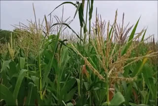 more than six thousand acre fields of farmers adopted alternative crop of paddy in ambala