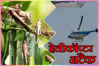 pesticides will be sprayed on Locusts by helicopter