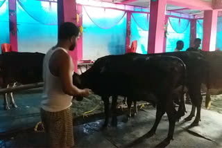 गौशाला में लगी आग