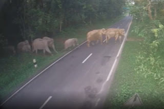 Speed limit on road cutting through Kaziranga as animals escape floods