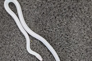 Madhya Pradesh first white common Kraite snake found in Mandleshwar of khargone