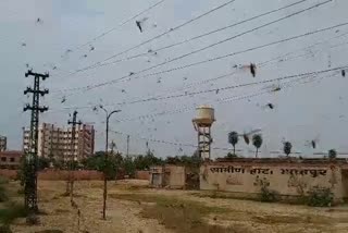 locust attack in Rajasthan, Bharatpur locust attack