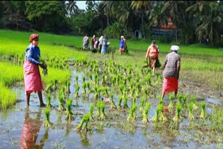 Farming news  group farming in kasargod  kasargod news  കൃഷി വാര്‍ത്തകള്‍  കാസര്‍കോട് വാര്‍ത്തകള്‍