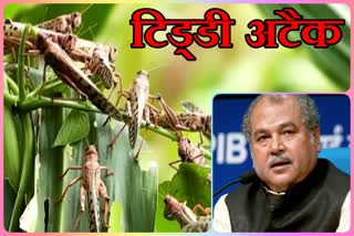 center govt action plan on locust attack