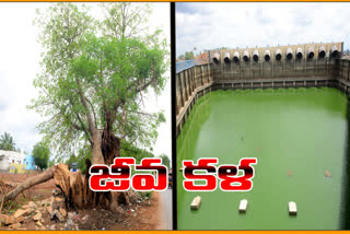 Handriniva Canal photops in kurnool district