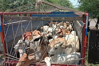 Municipality transported streat cows from roads to cowshed in shajapur