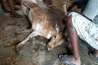 Villagers rescue deer after losing track in Chittoor district