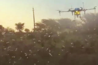 Jaisalmer locusts' swarms Rajasthan locust attack insecticides Drones deployed to spray insecticides locusts swarms in Rajasthan swarms of locusts വെട്ടുകിളി ആക്രമണം രാജസ്ഥാൻ കീടനാശിനി തളിക്കാൻ ഡ്രോണുകൾ ഉപയോഗിച്ചു