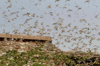 biggest locust attack in nuh