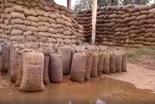 Paddy will damage due to rain in mungeli